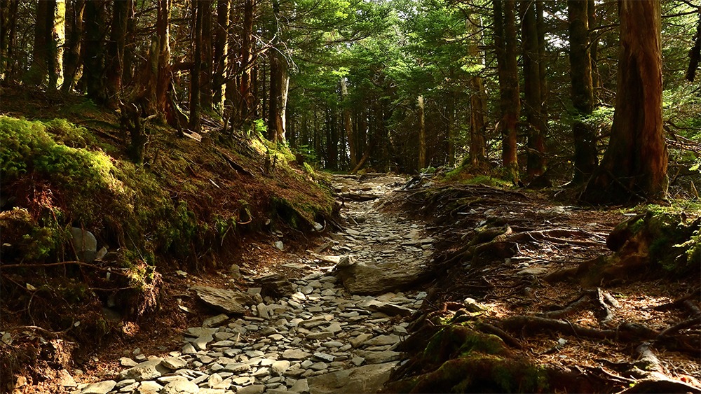 a forest lined image of the rock lined path along boulevard trail