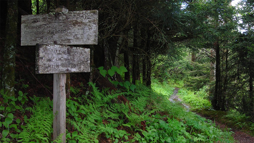 a mossy, weathered sign among ferns along bullhead trail