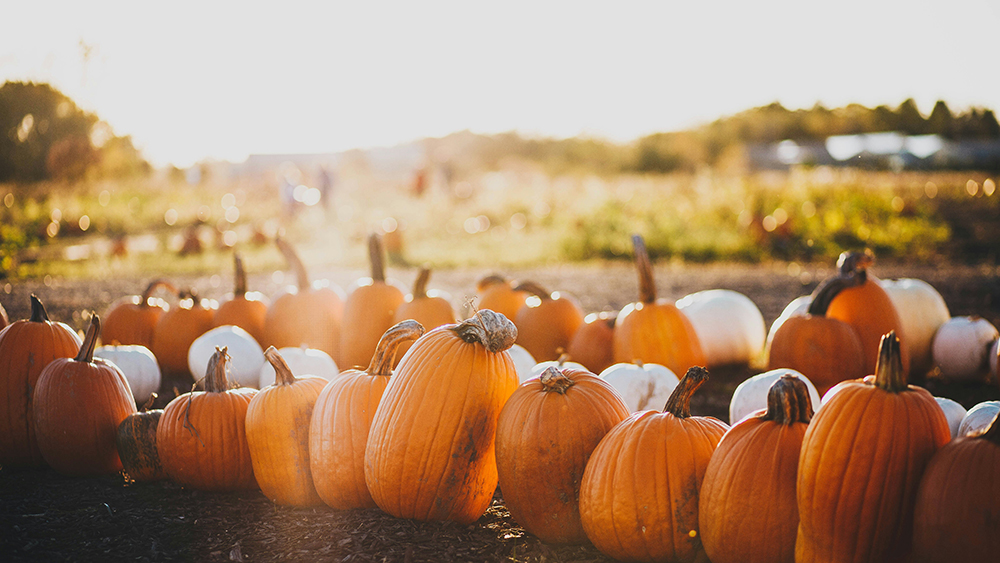 picked orange and white pumpkins on a farm in pigeon forge tn