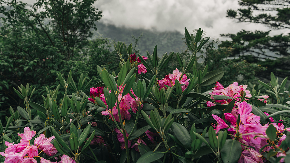 pink wildflowers in the forest of the smoky mountains