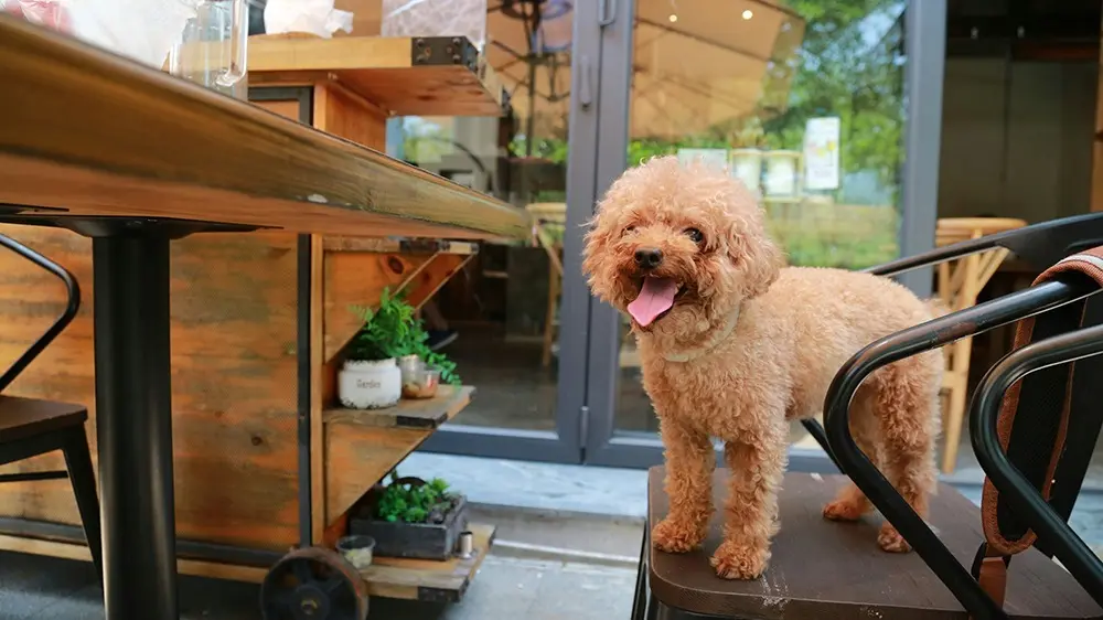 dog sitting in a chair at a restaurant by alison pang