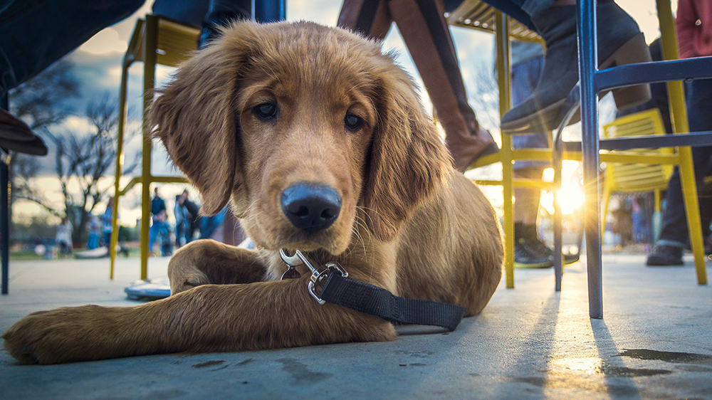 Top Dog-Friendly Restaurants in Gatlinburg TN: A Guide for Dining with Your Furry Friend