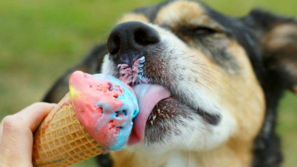 dog eating ice cream at mad dog's creamery and donuts gatlinburg