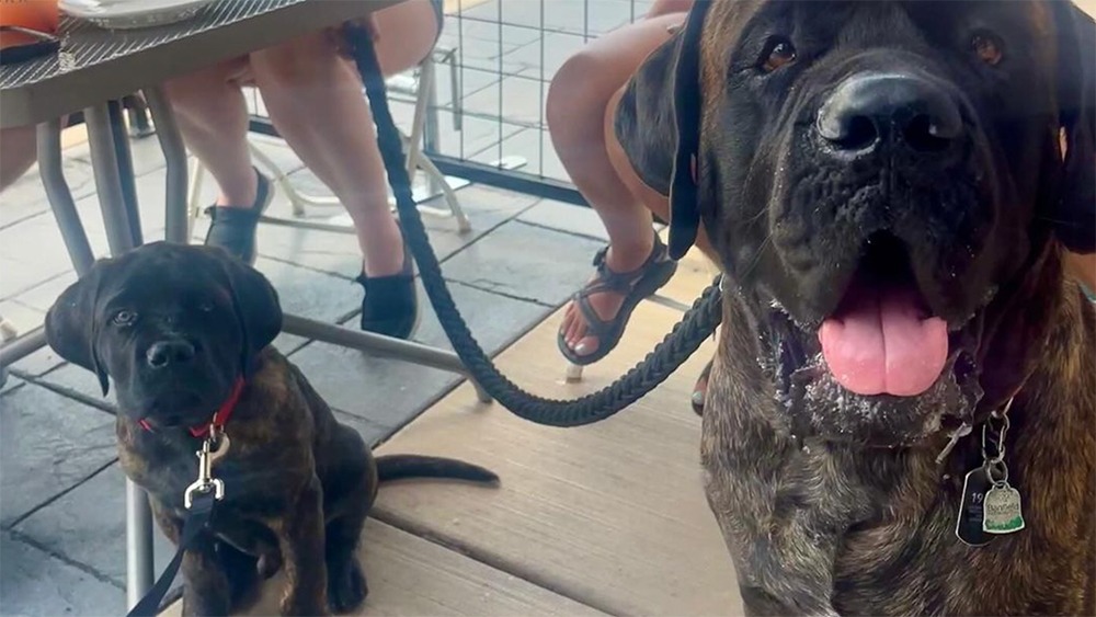 Junction 35 Spirits Outdoor Dining with Dogs via Instagram