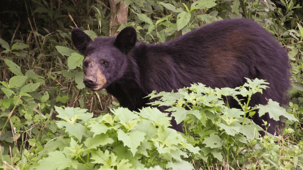 Black bear, July 2012--Warren Bielenberg