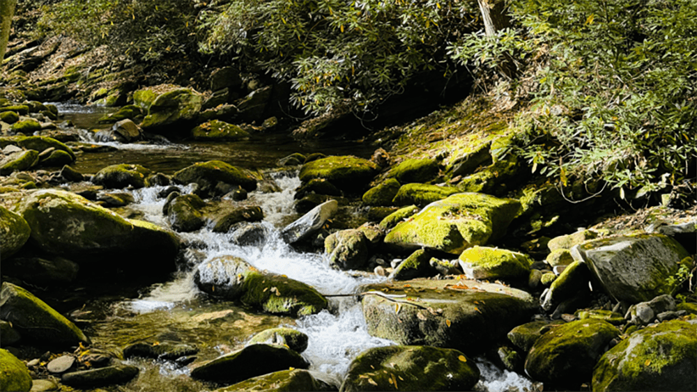 Roaring Fork Motor Nature Trail - March 2024 - Sarah Stierch