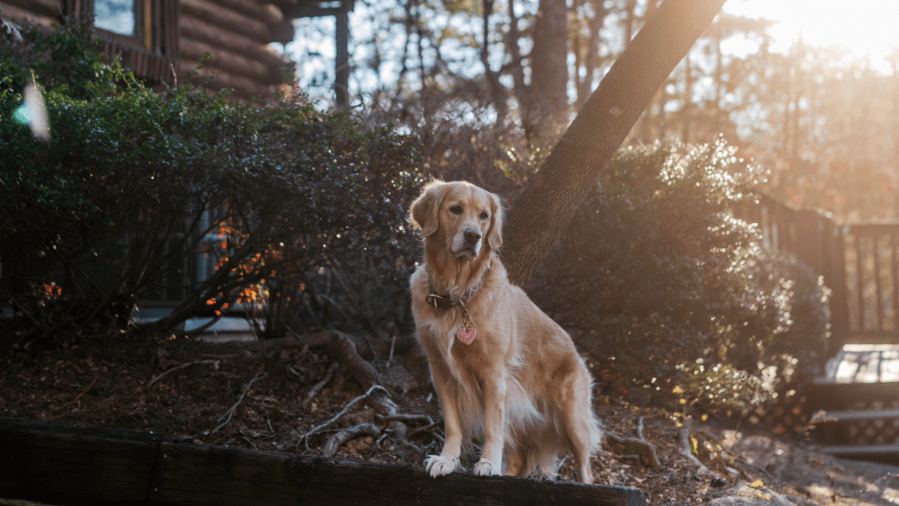Dog standing in front of a pet-friendly cabin rental in Gatlinburg near the Smoky Mountains. via @capturesofaria
