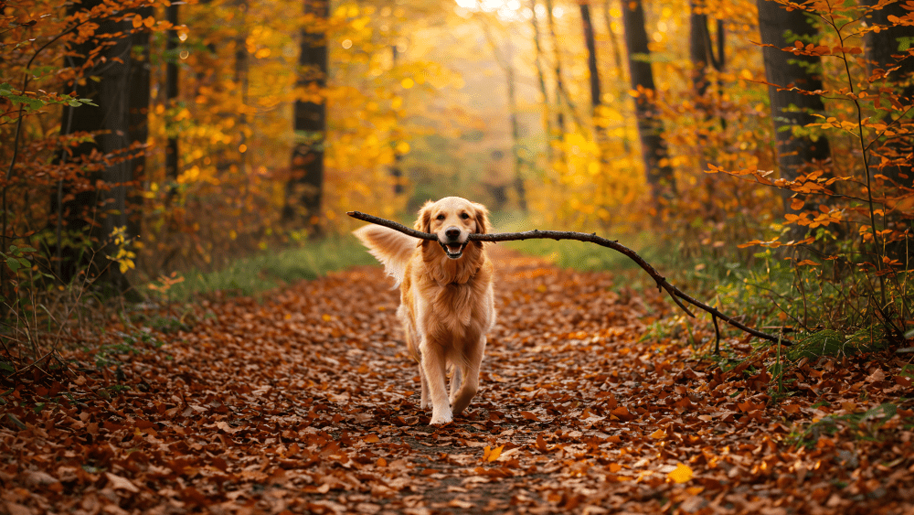 Dog walking along a forest trail surrounded by fall leaves in the Smoky Mountains