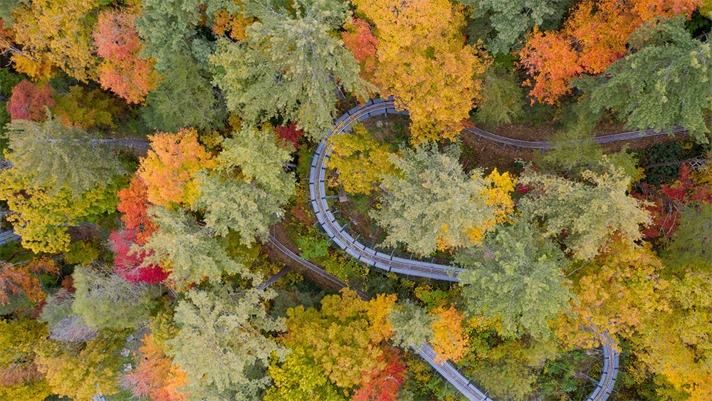 Overhead view of moonshine mountain coaster in the fall via website