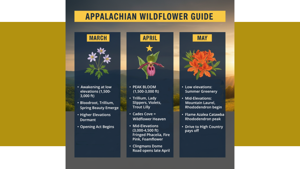 Appalachian wildflower guide