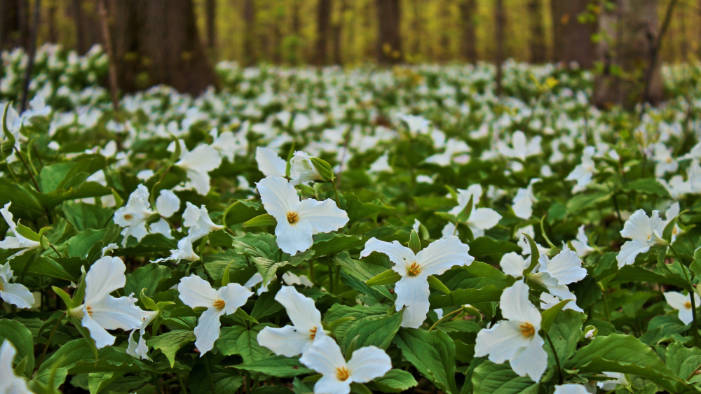 field of white trillium at cades cove
