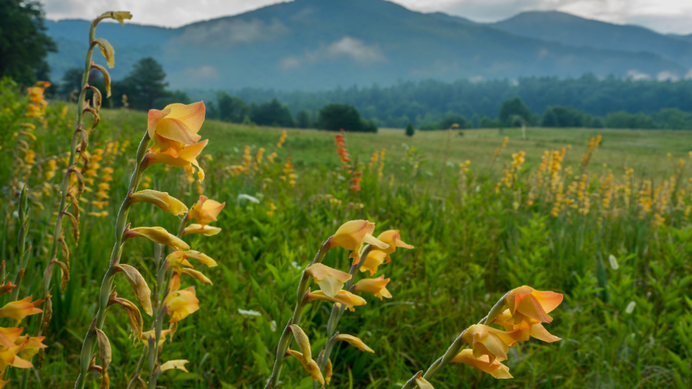 wildflower field in Spring at Cades Cove
