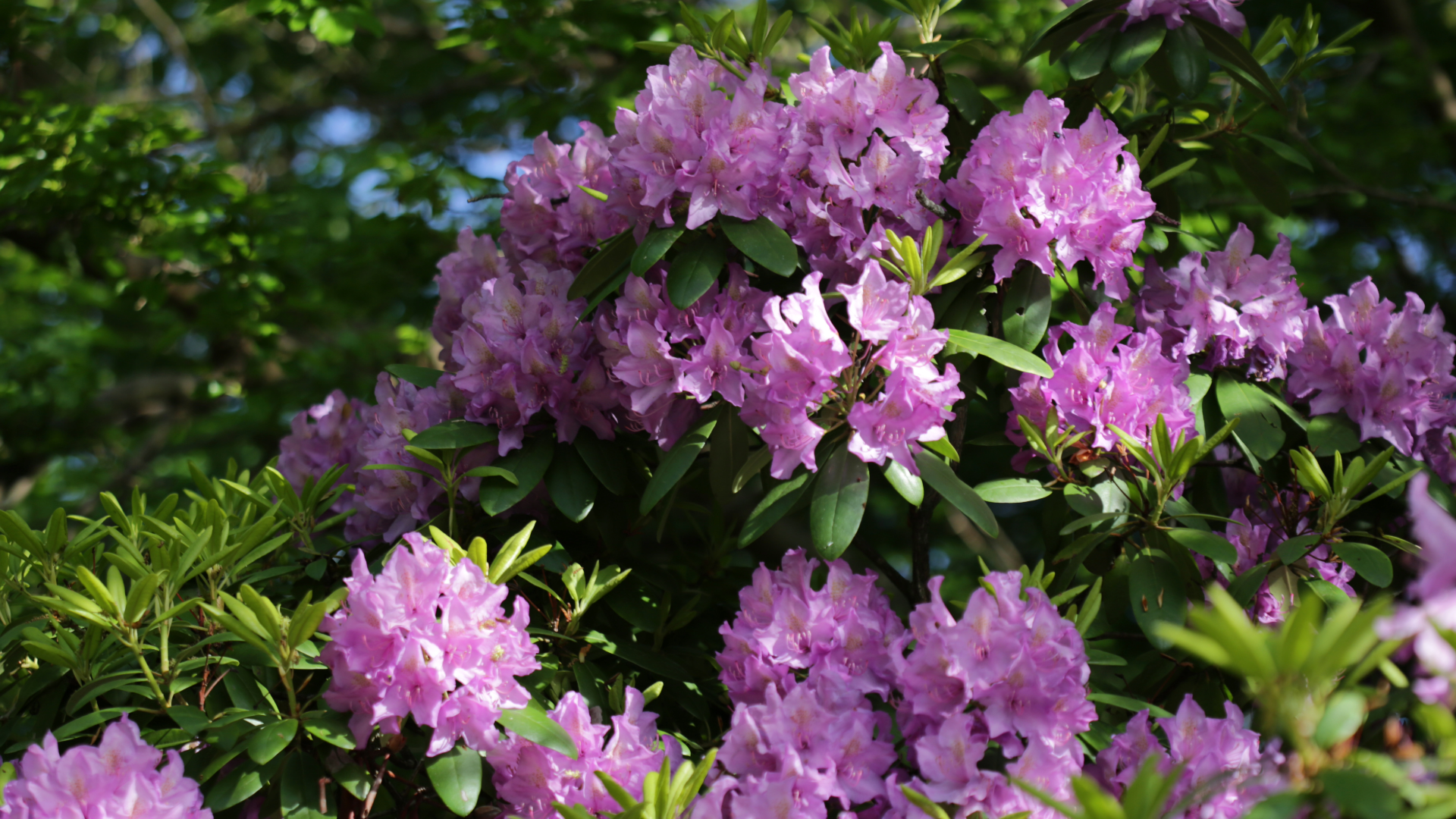 Catawba Rhododendron (Rhododendron catawbiense)