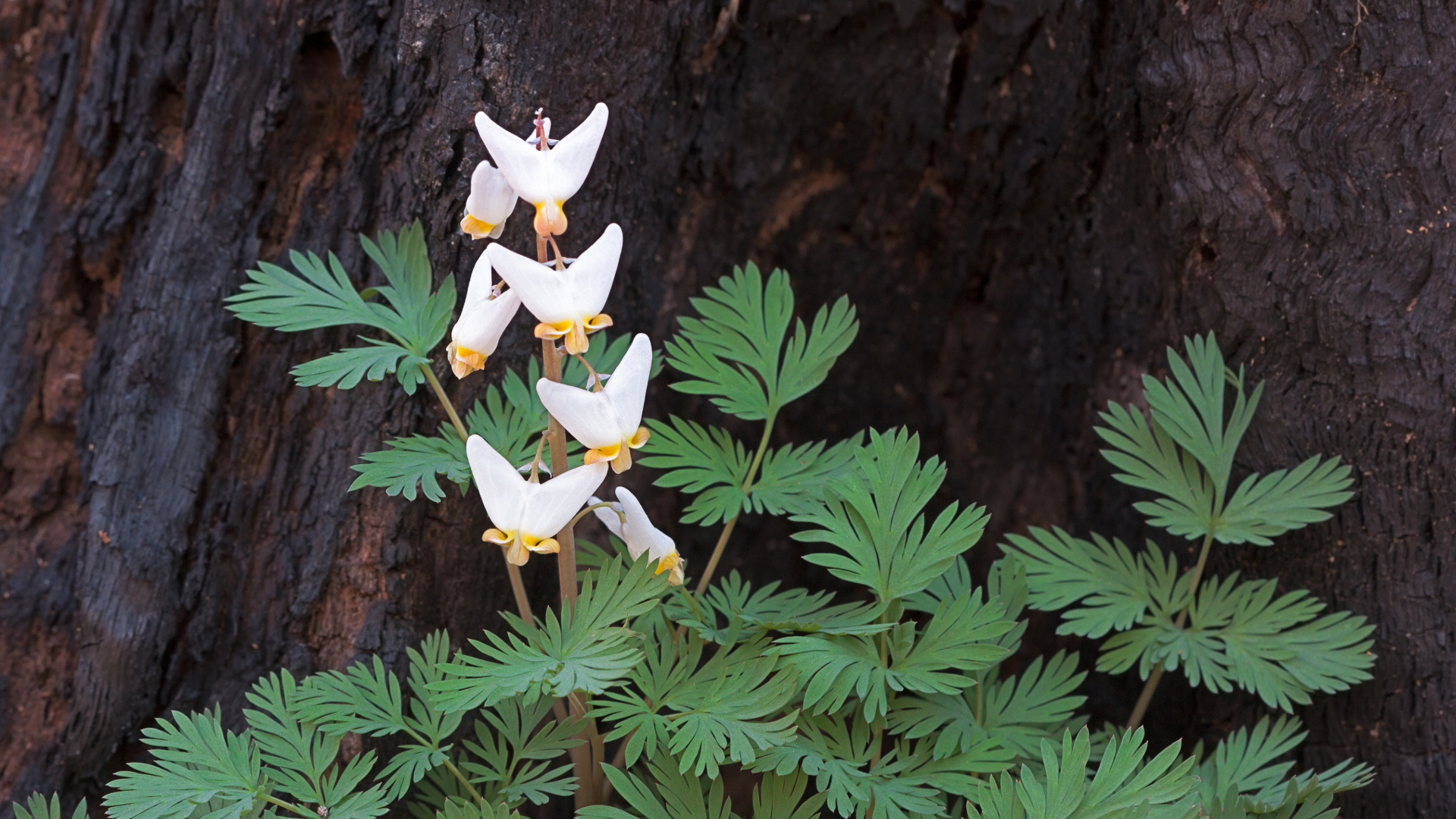 Dutchman's Breeches (Dicentra cucullaria) 