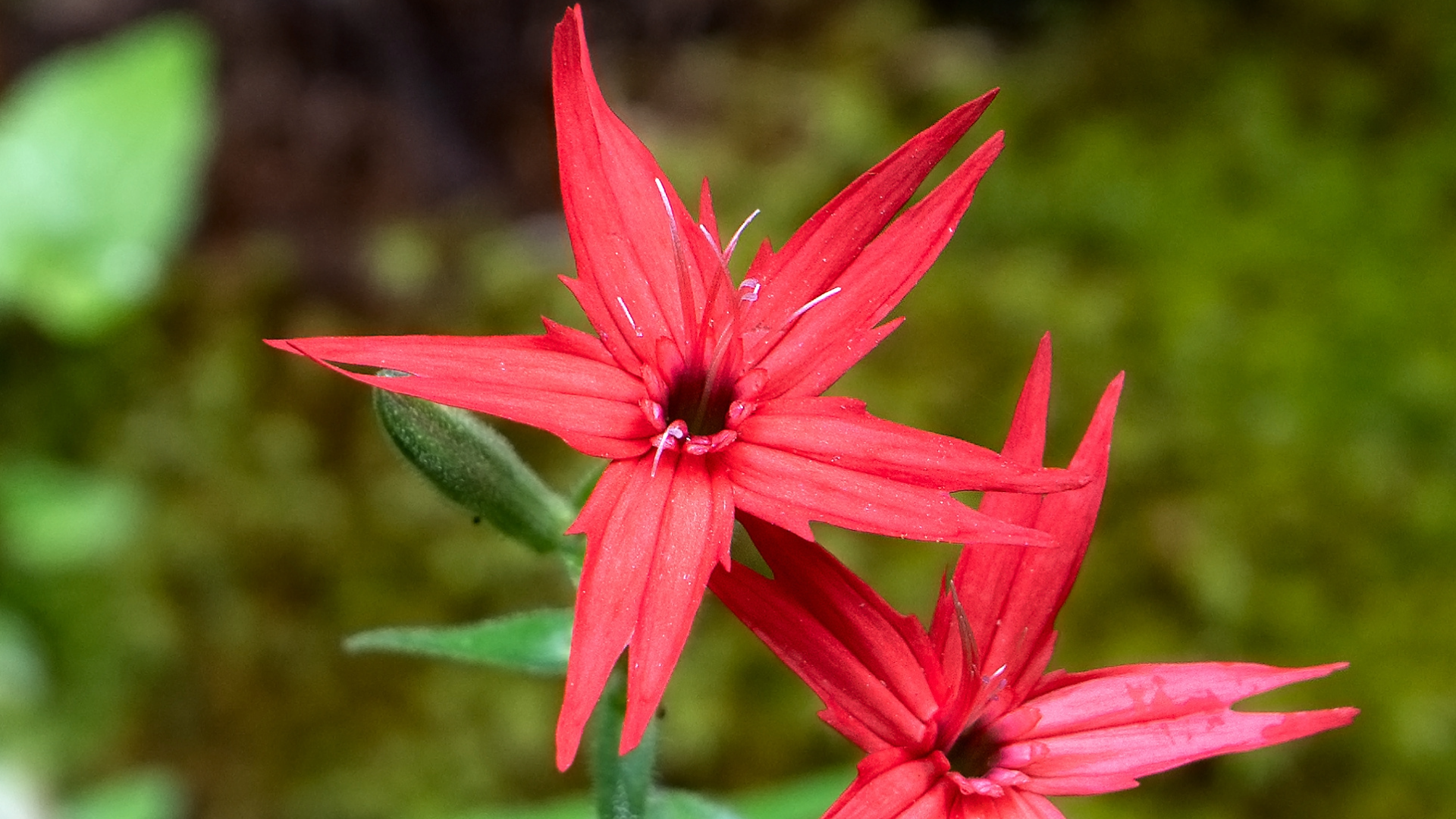 Fire Pink (Silene virginica)