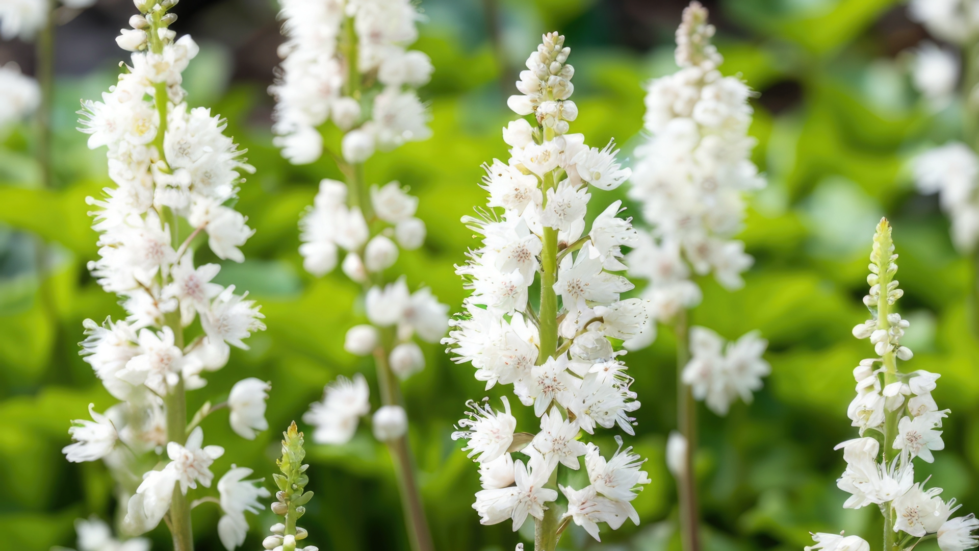 Foamflower (Tiarella cordifolia)