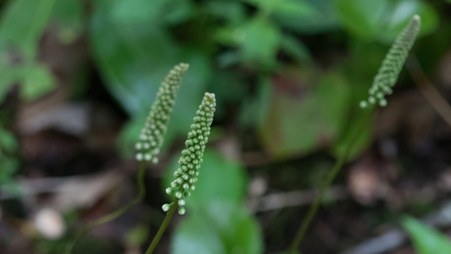 Galax (Galax urceolata)