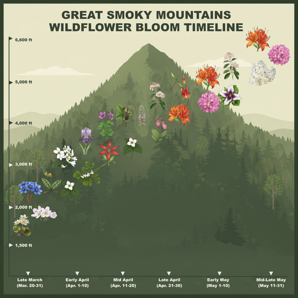 great smoky mountains wildflower bloom timeline infographic