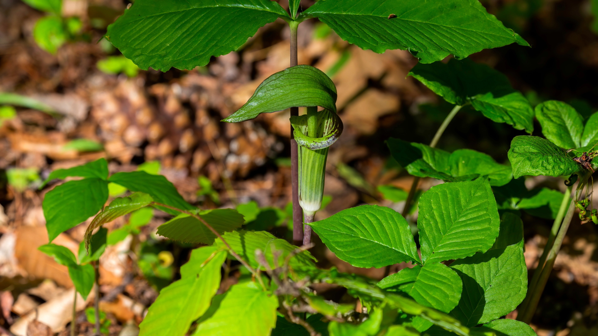 Jack-in-the-Pulpit (Arisaema triphyllum) 