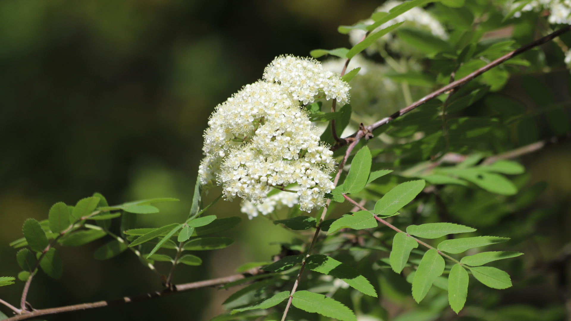 Mountain Ash (Sorbus americana)