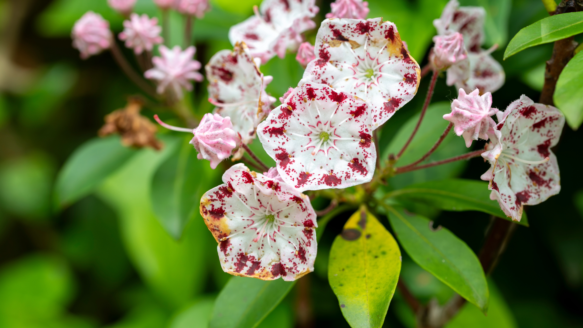 Mountain Laurel (Kalmia latifolia)