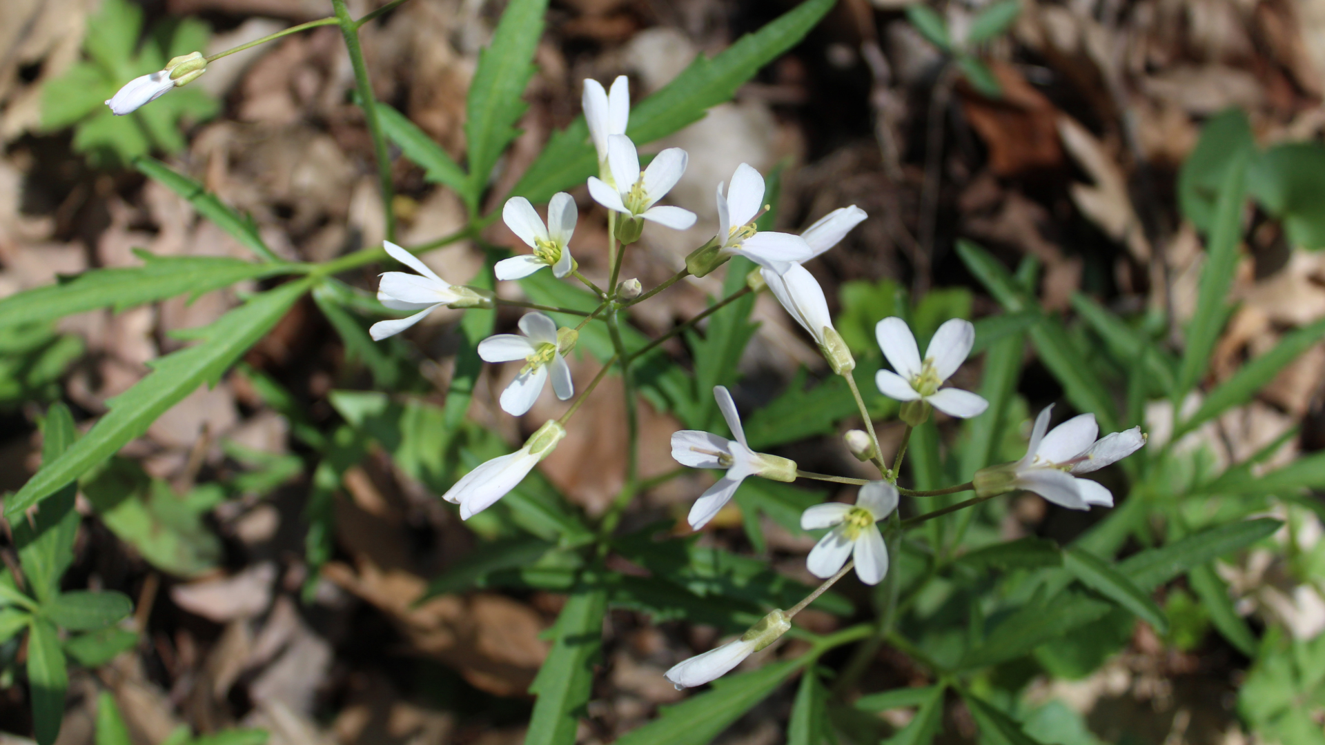 Toothwort (Cardamine concatenata)