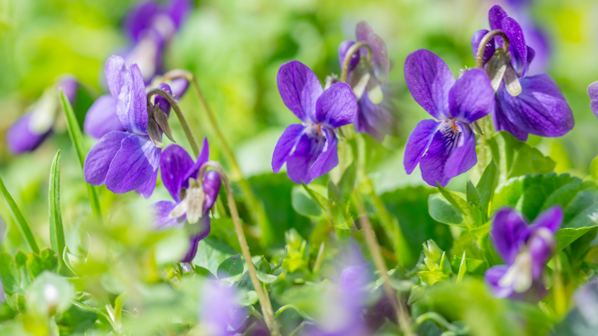Violets (Viola species)