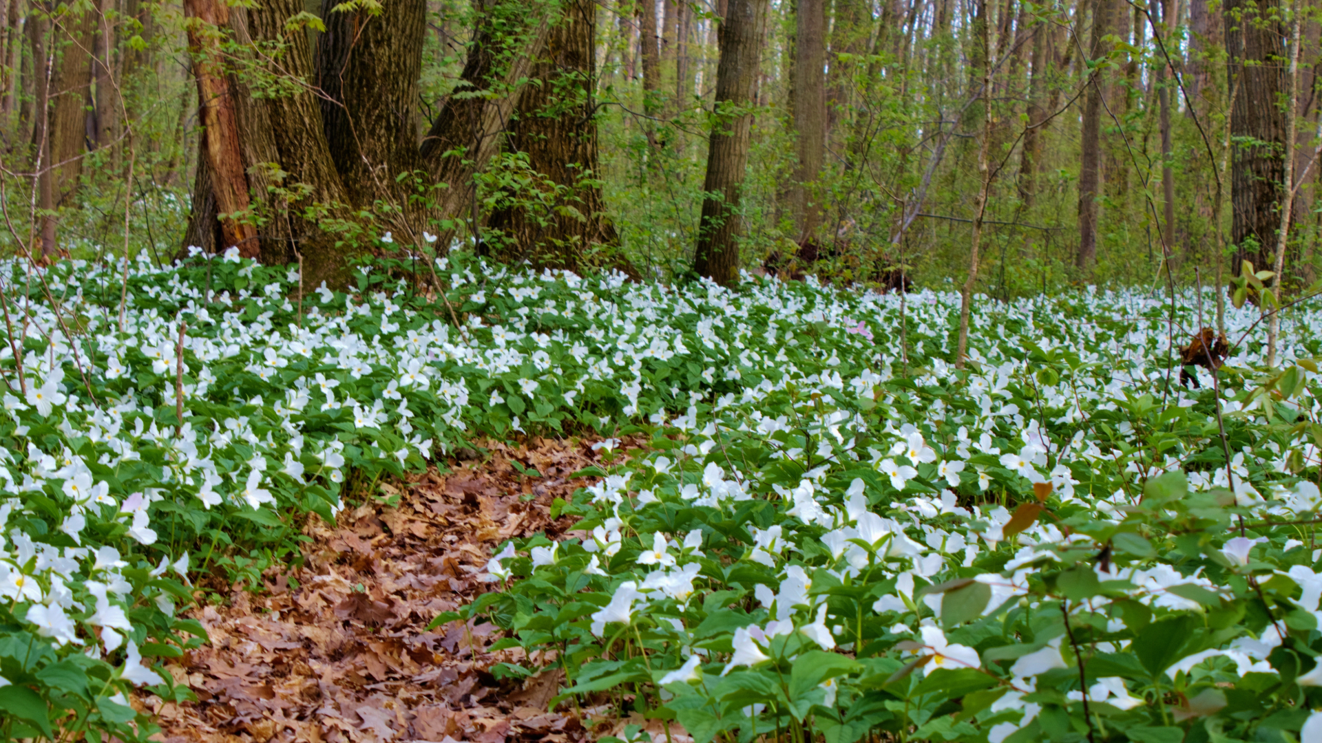 When Do Wildflowers Bloom in the Smoky Mountains? Week-by-Week Guide