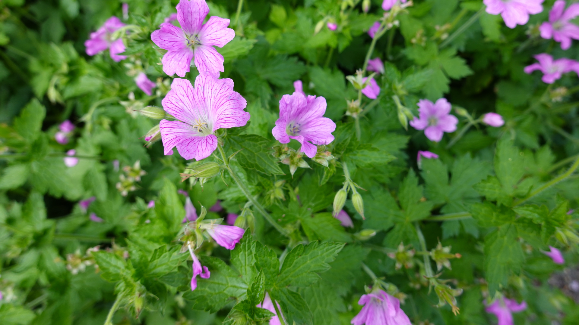 Wild Geranium (Geranium maculatum)