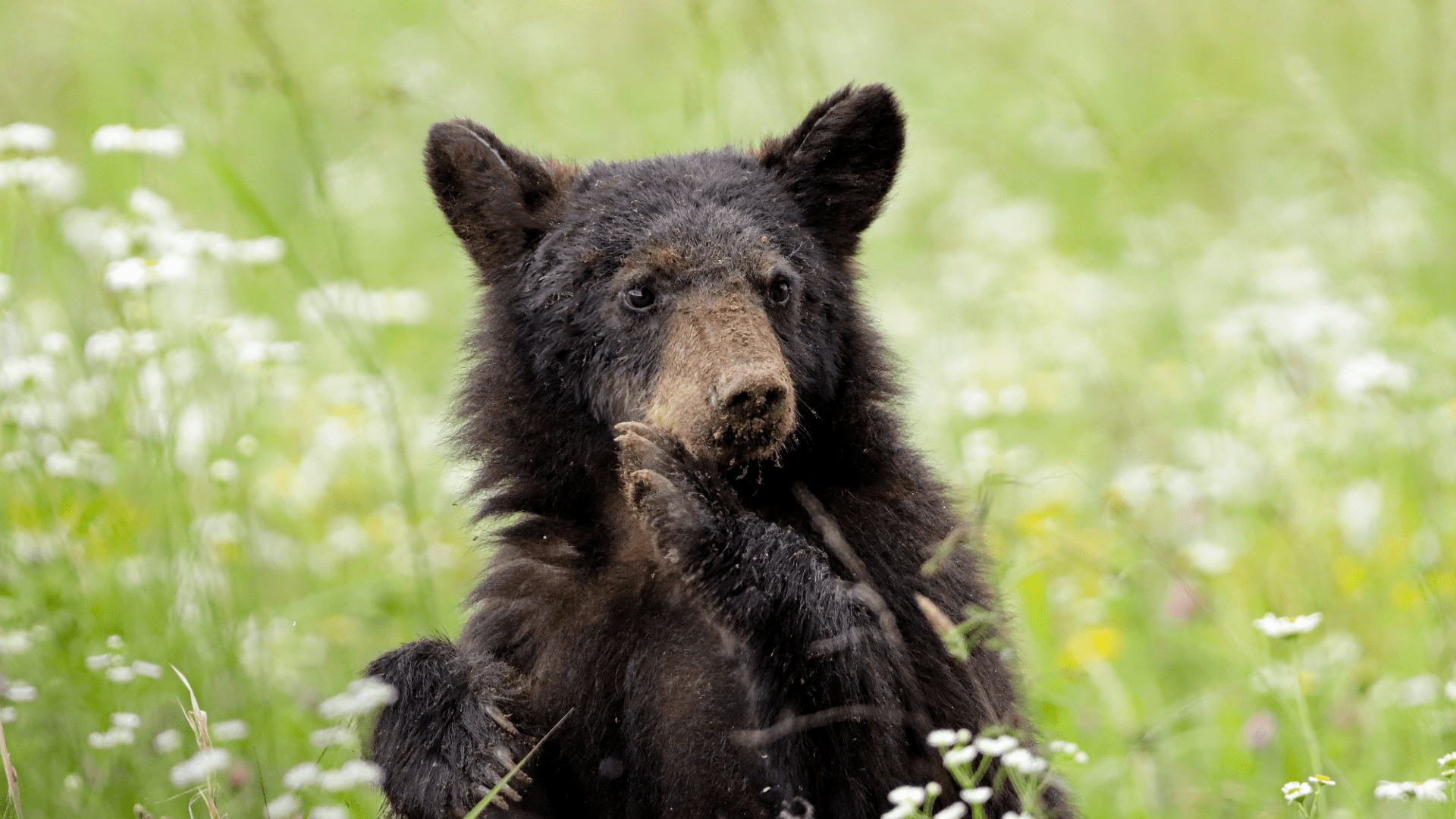 A black bear foraging in the grassy fields of Cades Cove, often seen in the early morning in April when crowds are significantly low.