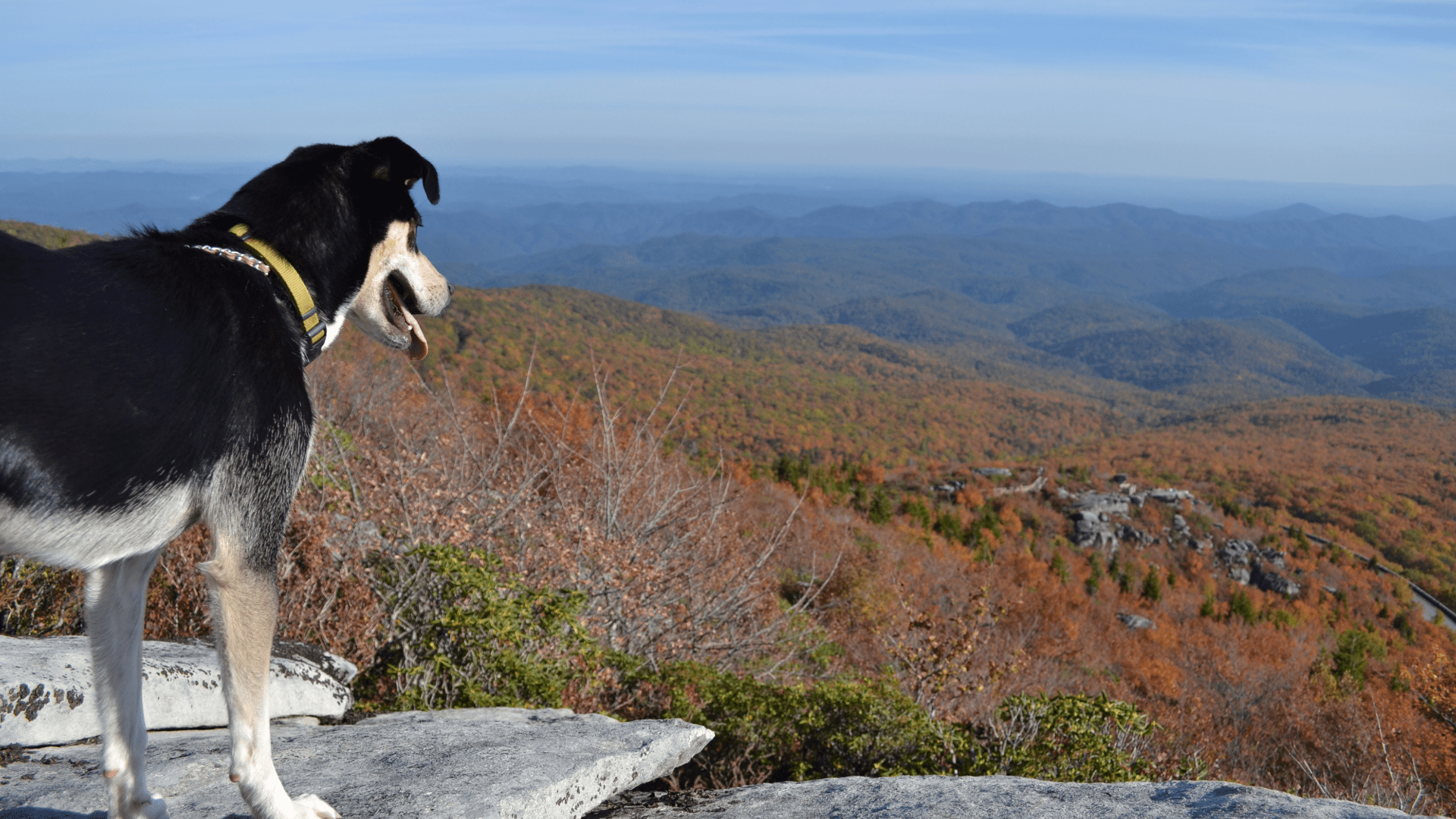 dog on leash along Pigeon Forge walking trail with mountain scenery