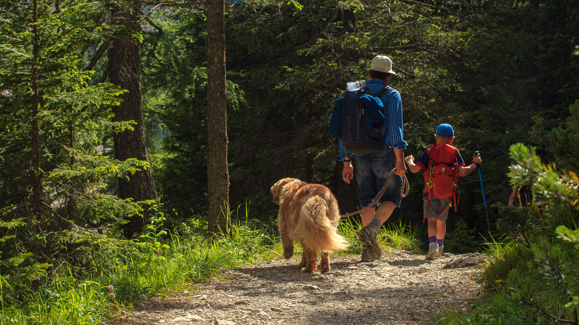 Dog hiking on a forested trail near the Smoky Mountains in Cherokee National Forest
