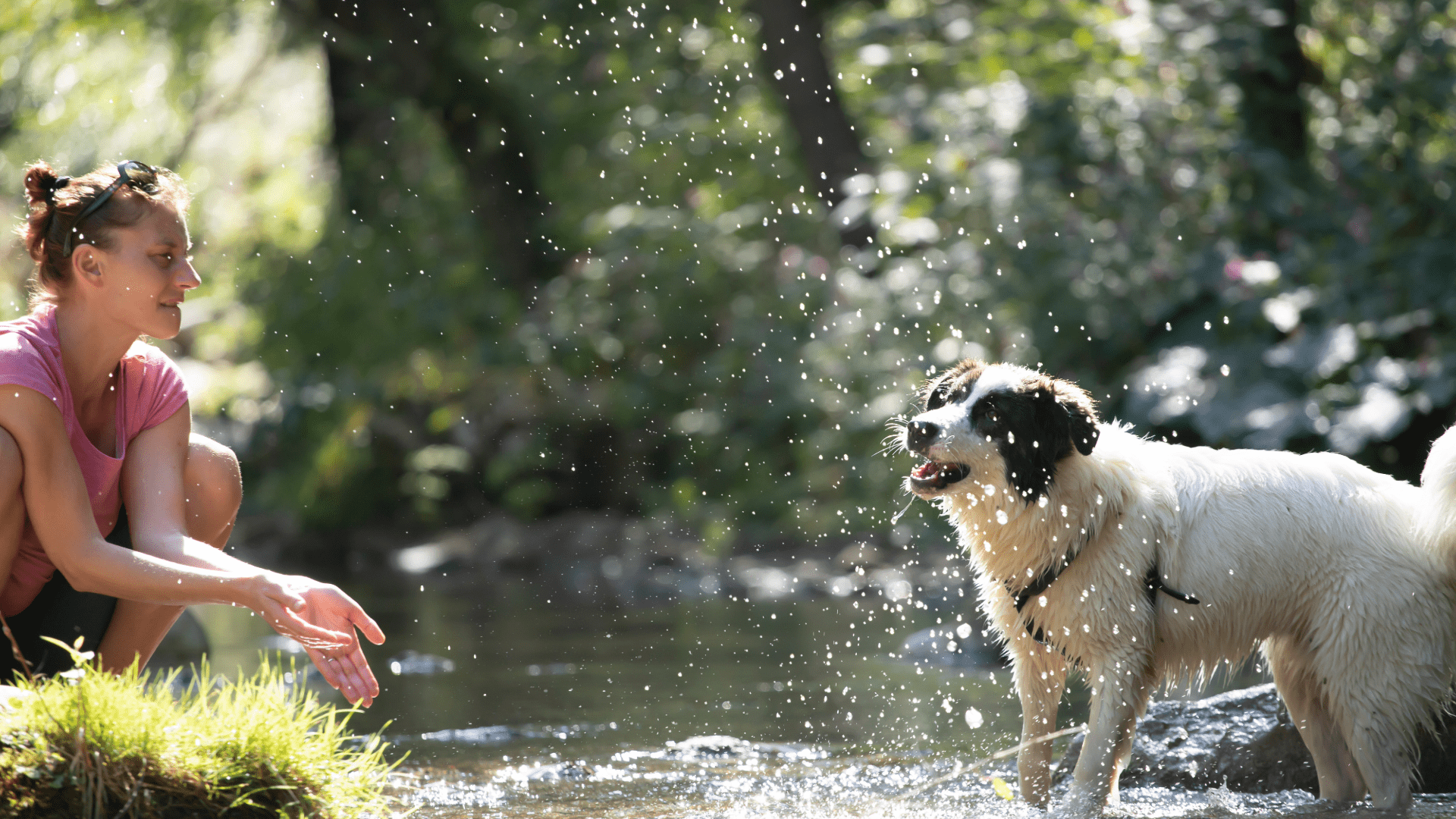 Happy dog wading in a shallow mountain creek during a hike near Gatlinburg Tennessee