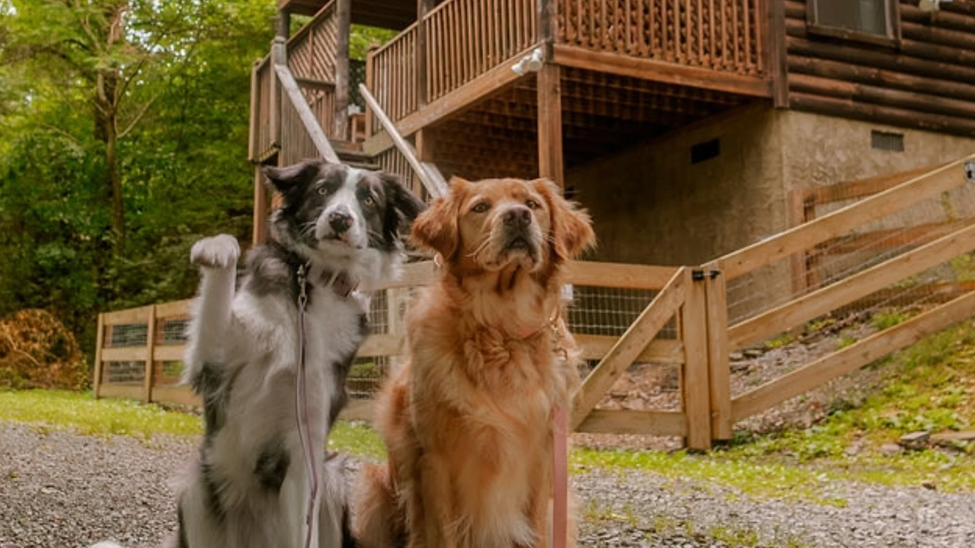 The Complete Pet-Friendly Smoky Mountains Guide