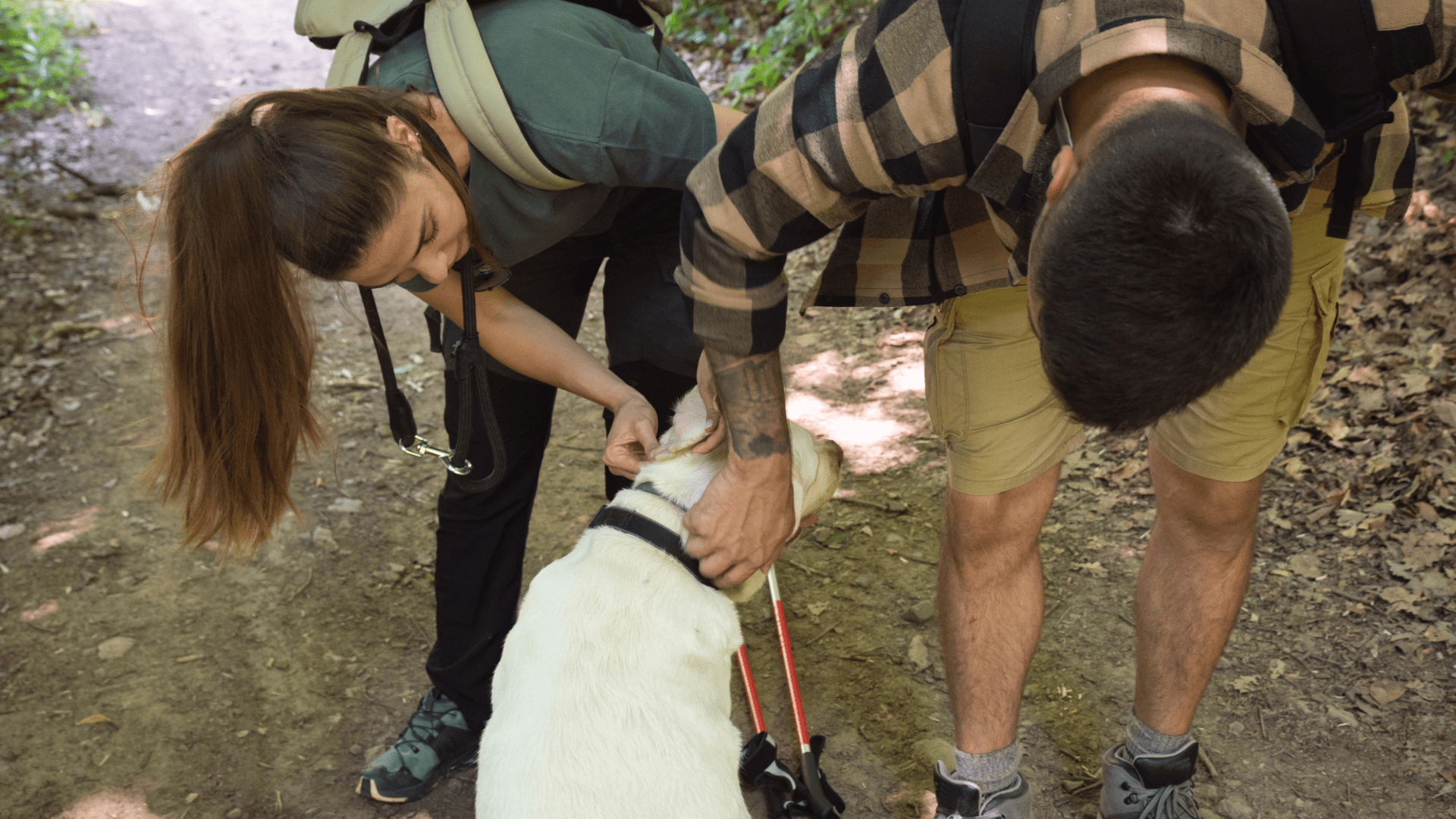 Person checking dog for ticks after hiking in the Smoky Mountains