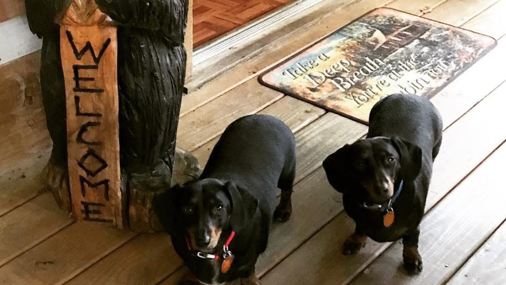 dog guests at Hapey Memories