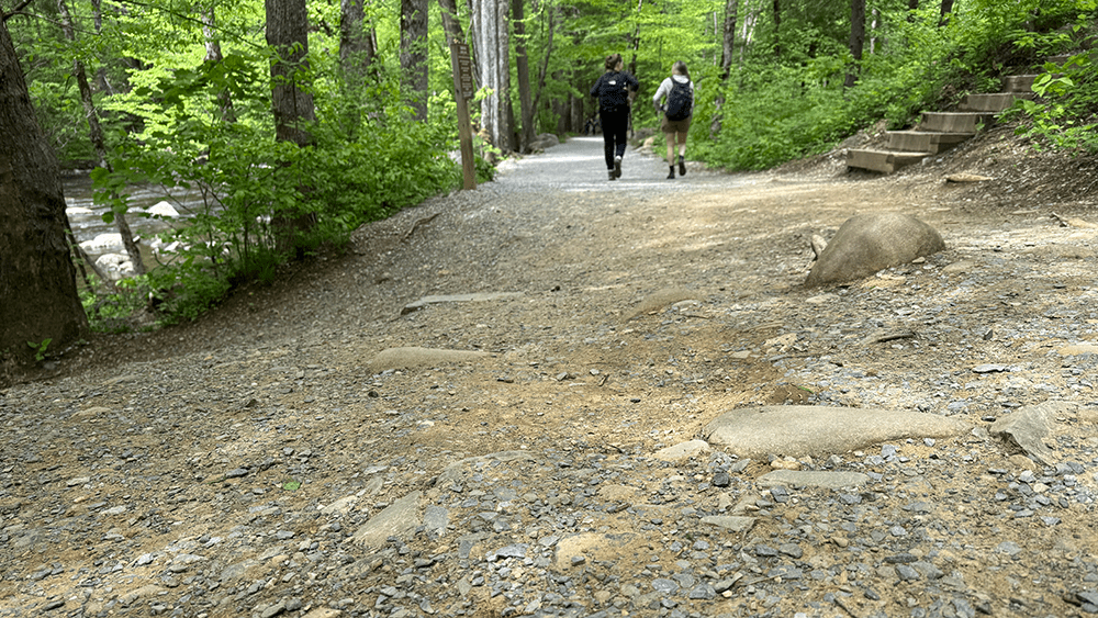 Shaded forest path showing the natural dirt and root-filled surface of the Gatlinburg Trail during the scenic middle section.