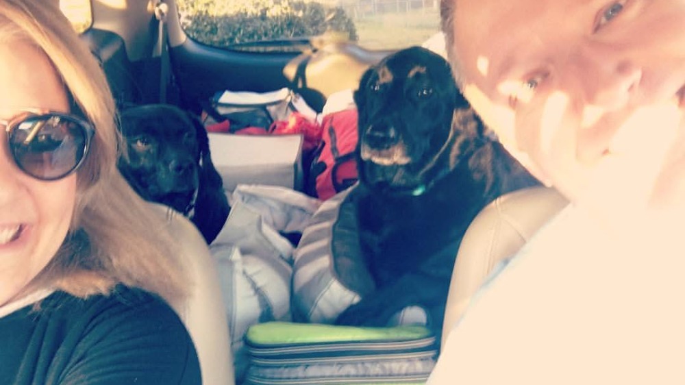 https://hapeycabinrentals.com/wp-content/uploads/2026/04harry and angie traveling to the smokies with their dogs