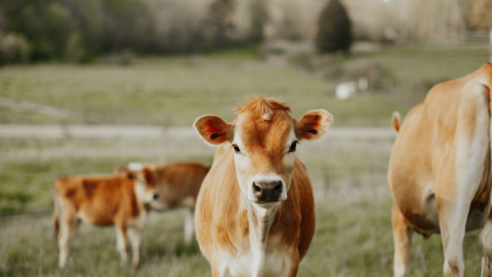 Dairy cows in the field at cruze farm.