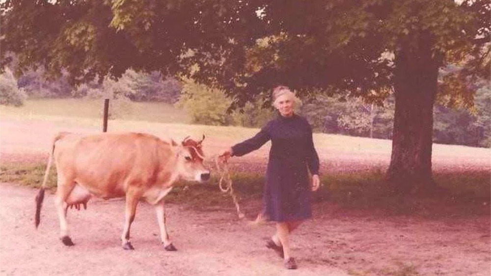 Grandma Cruze leading a dairy cow.