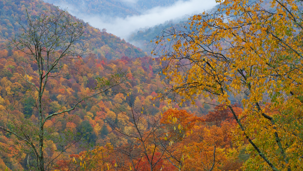 Fall leaves on show in the Smoky Mountains of Tennessee.