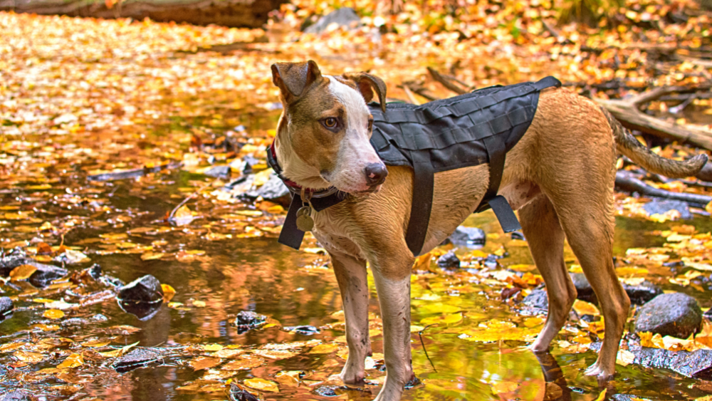 A short haired dog standing in fall leaves wearing a vest.